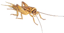 Krekels maat 5